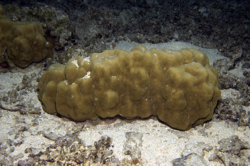 Porites lutea